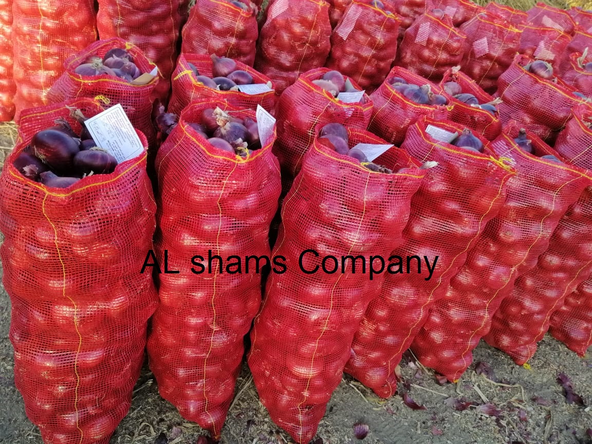 Product image - We are ALshams for general import and export.
Now, We would like to offer our red onions
• 40 up or according to the customers` requests Size:
• Class 1
25 kg in bag or depended on the order,
For more information please contact me
Best regards
Mrs.Donia  Sales dep
Cell (viber & whats-app) 00201016785541
Alshams.info@yahoo.com
